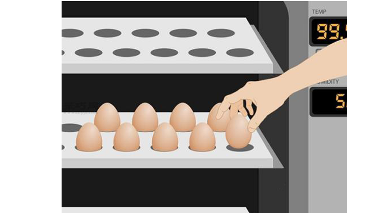 How to hatch eggs with an egg incubator