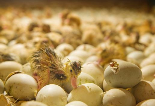 Incubation technical data of fully automatic incubator- Precautions for use of incubator