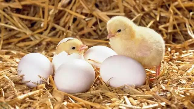 Humidity control during duck egg hatching