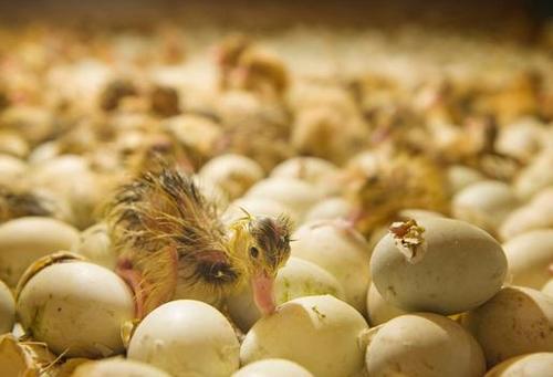 Discover the Benefits of an Automatic Egg Incubator