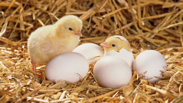 The Ultimate Guide to Choosing the Best Chicken Feeder for Your Flock