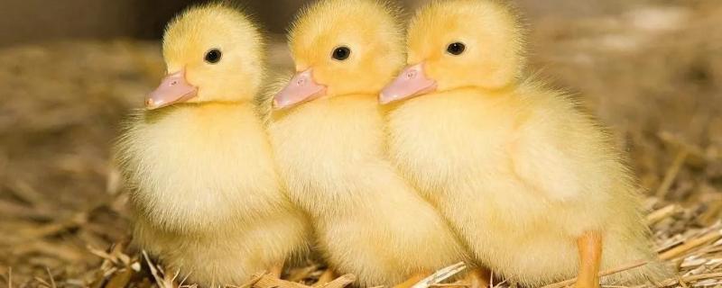 Discover the Perfect Egg Incubator for Your Poultry Farming