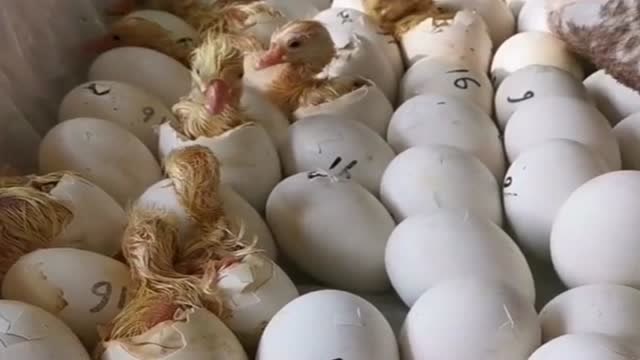 Top Chicken Hatching Machine for Home & Farm – Hatch Chicks Easily!