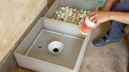 Chicken Egg Incubators: The Professional Solution for Breeders and Farms