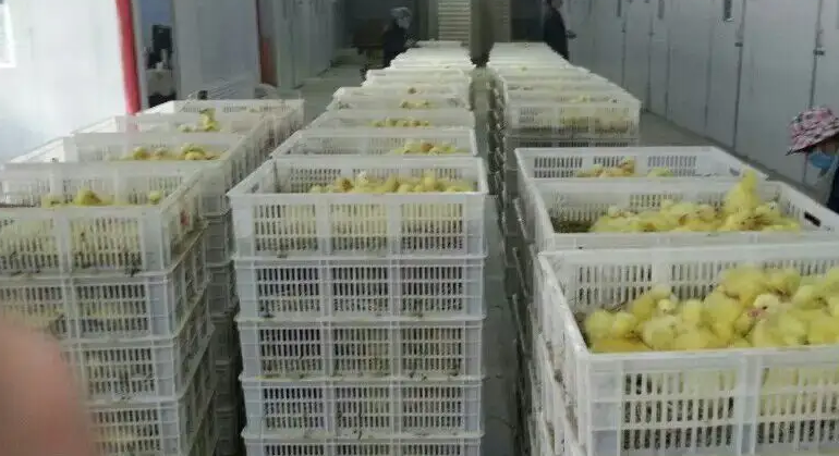 How to design hatching room conditioning