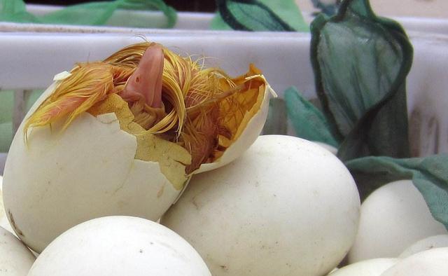 improving the hatching rate of ducks and geese according cooling eggs during hatching