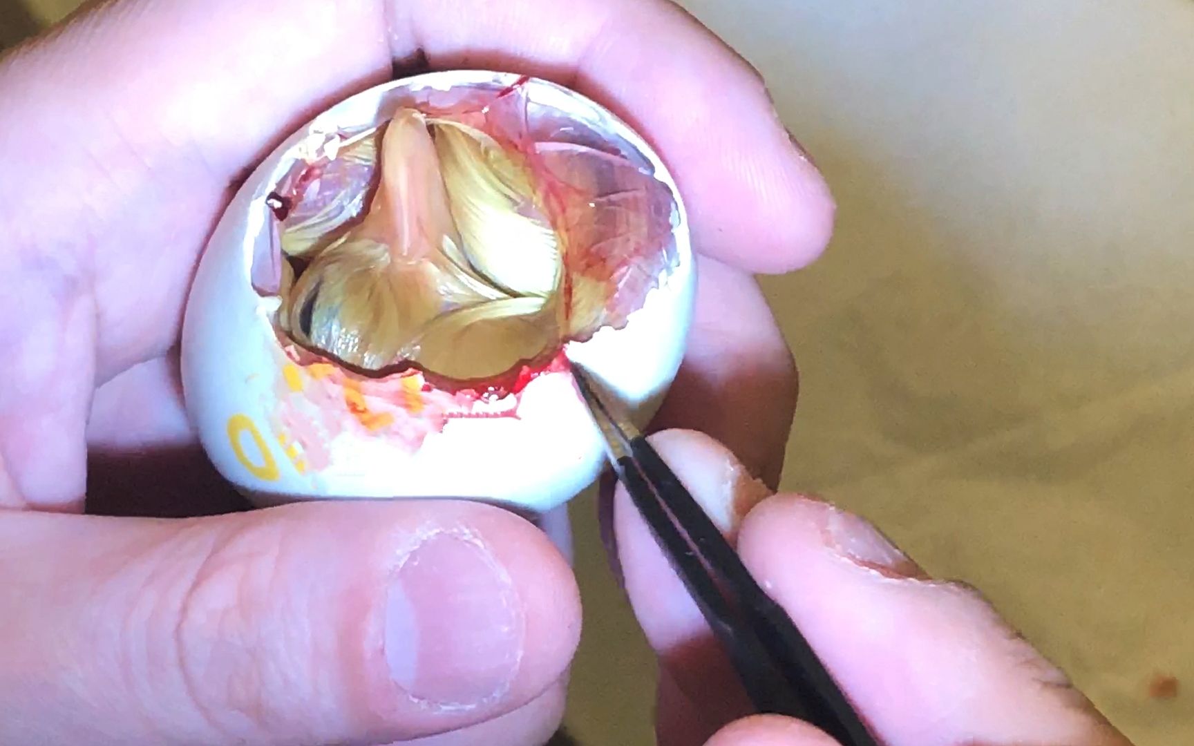 Two periods that can not be ignored in the hatching of chicken eggs