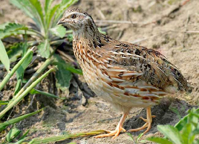 Operation of  automatic quail egg incubator