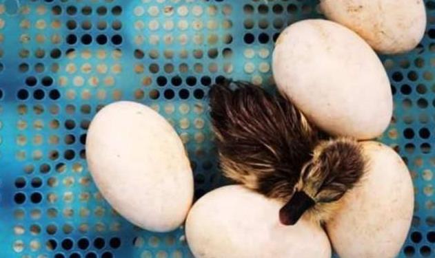 Duck Egg Incubator with Precise Temperature & Humidity Control – Ideal for Commercial Hatcheries